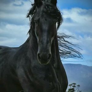 Meet your Posher, Sergio